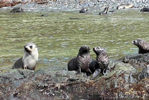 Baby Seals 1